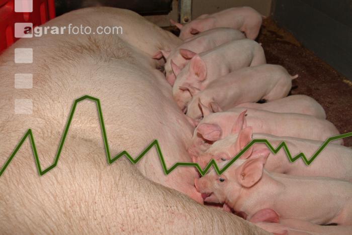 Sau und Ferkel Preis
