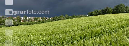 Nach dem Gewitter 1