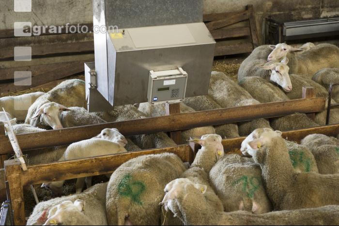 Milchschafe Fütterung 9