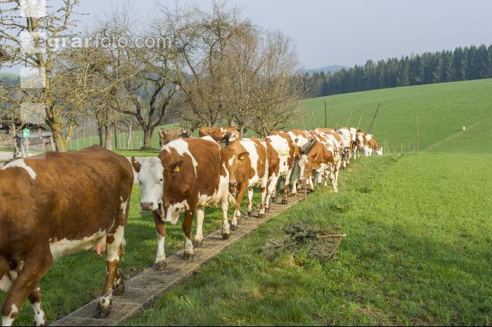 Weidegang Triebwege 5