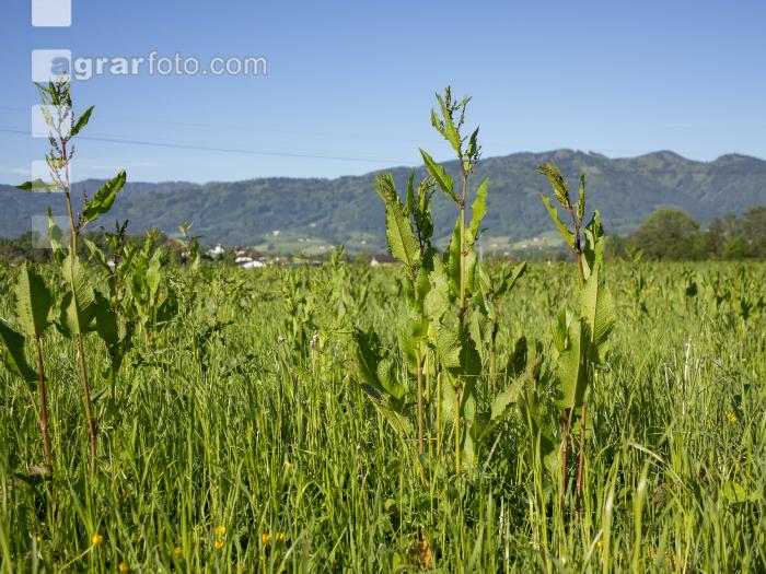 Ampfer im  Feldfutter 2