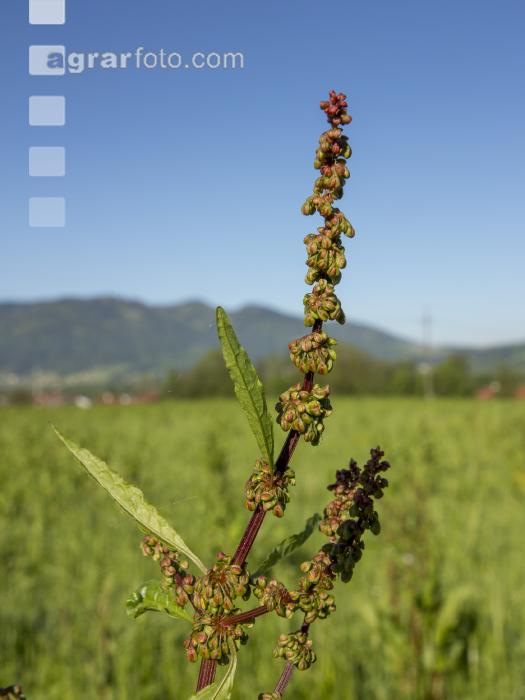 Ampfer im  Feldfutter 1