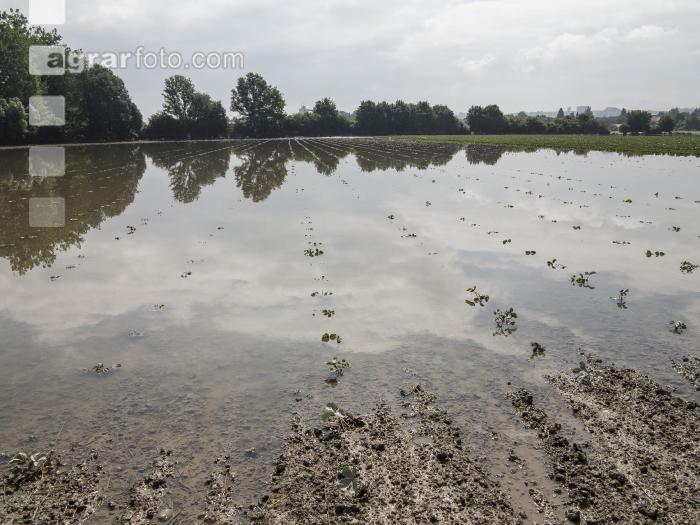 Erdbeeren Hochwasser  