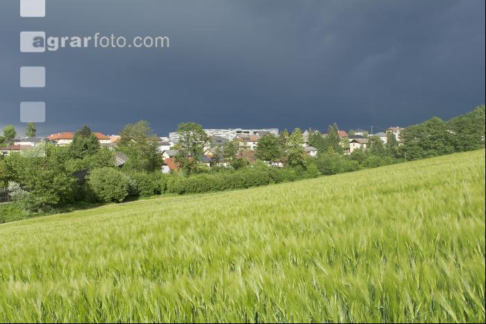 Nach dem Gewitter 2