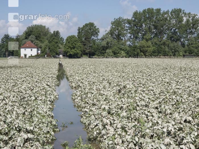 Kartoffel Hochwasser 15