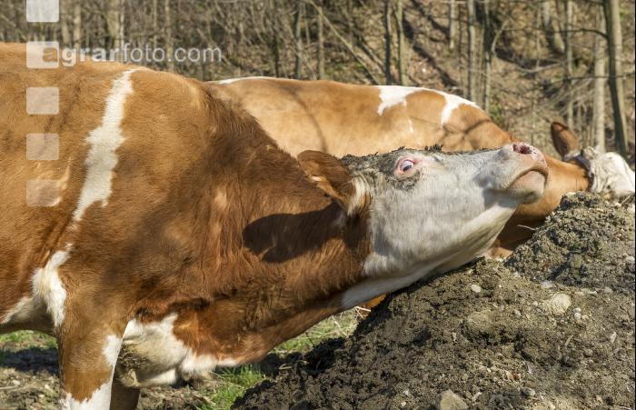Kuh gräbt in Erde 5