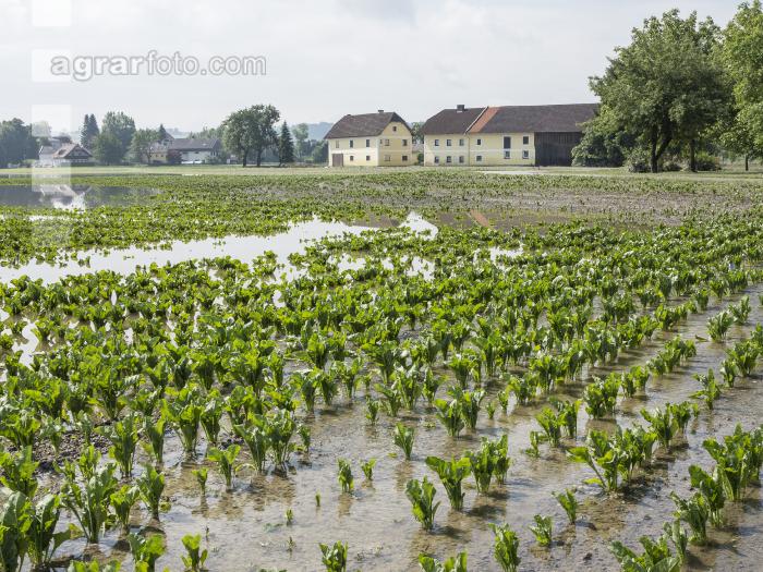 Rüben Hochwasser 13