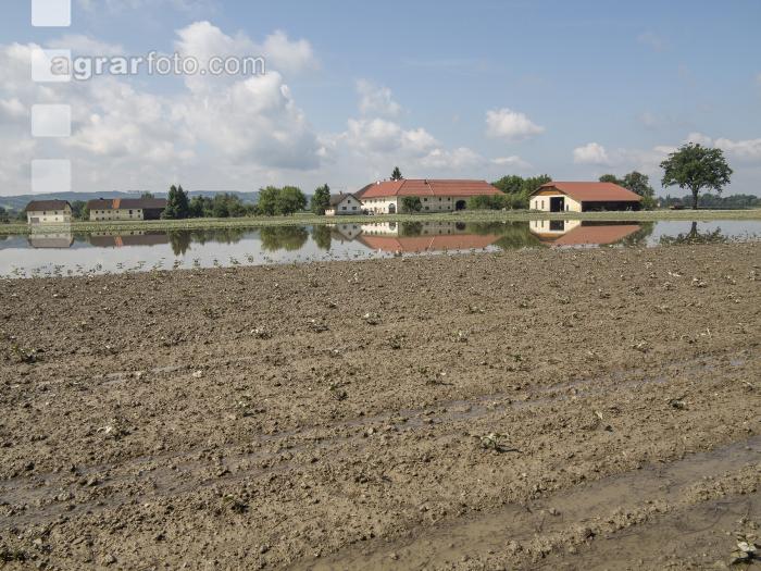 Erdbeeren Hochwasser  