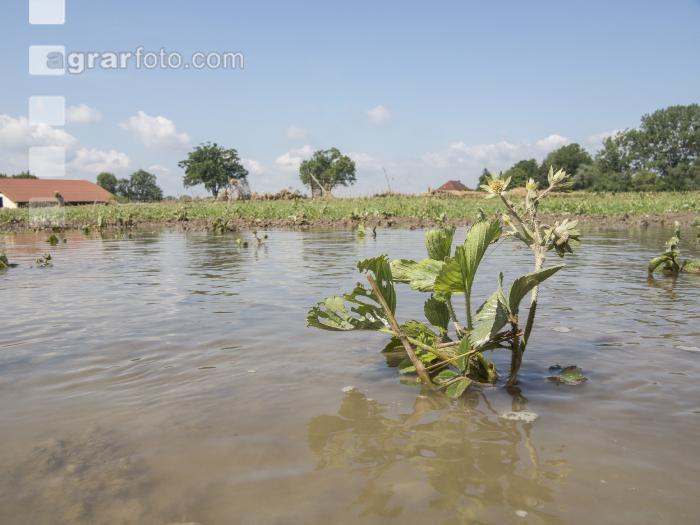 Erdbeeren Hochwasser  