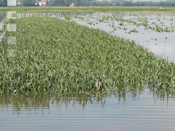 Getreide Hochwasser 1