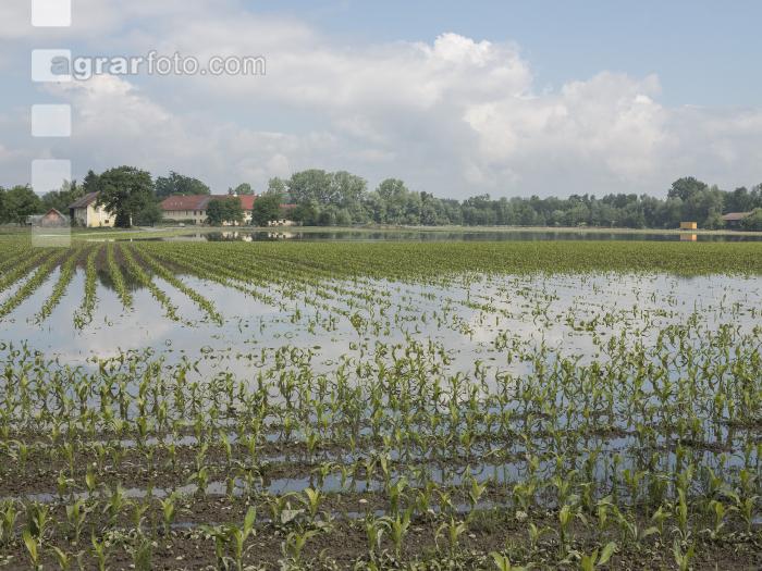 Mais Hochwasser 16