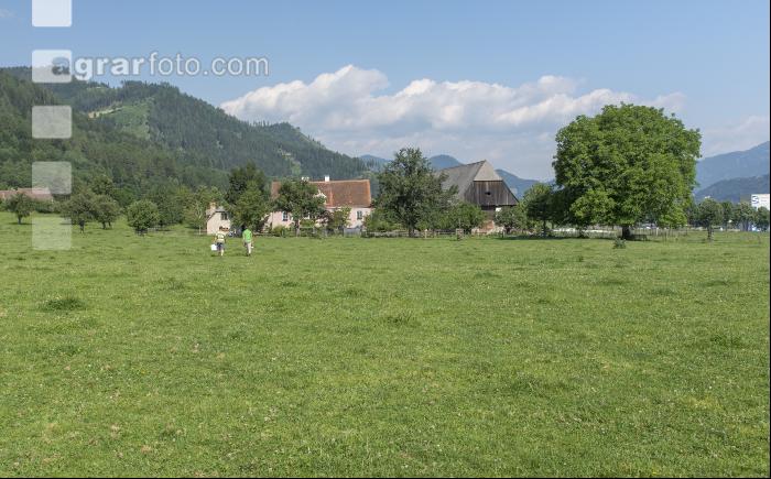 Kurzrasenweide 3