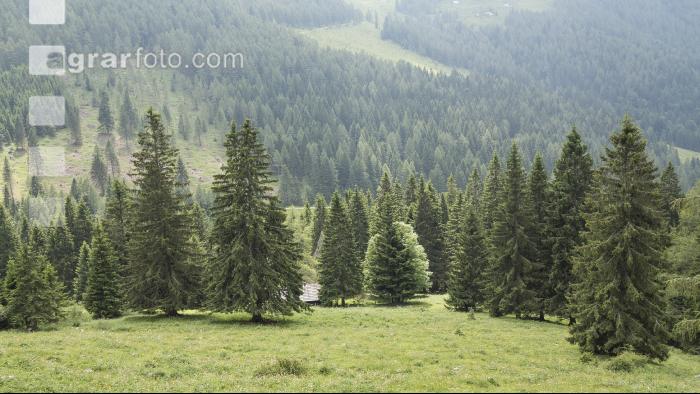 Bergwald 3