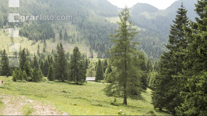 Bergwald 4