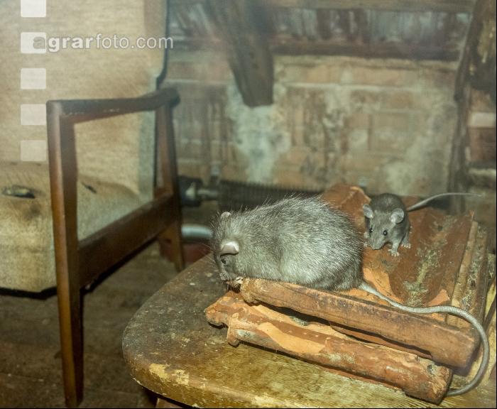 Ratten 3