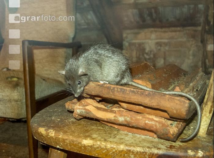 Ratten 2