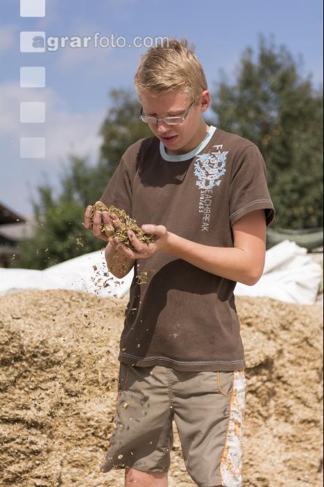 Maissilage