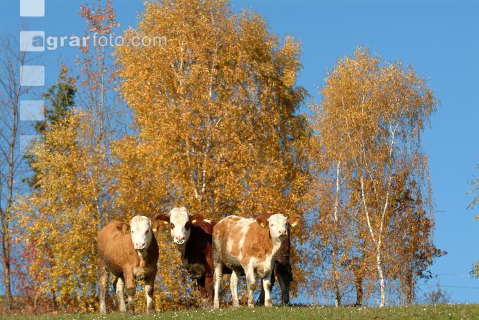Fleckvieh Herbst 15