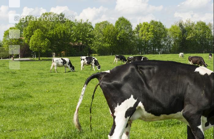 Holstein kotet