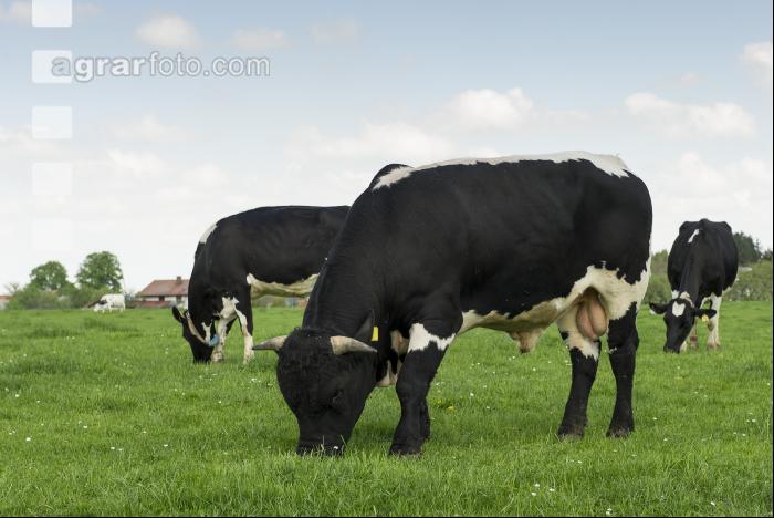 Holstein Stier 