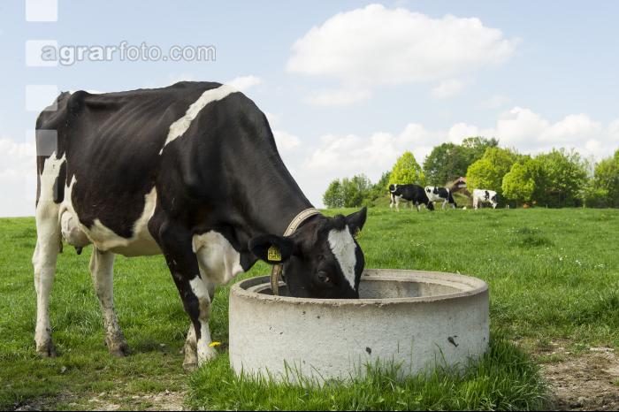 Wassertränke