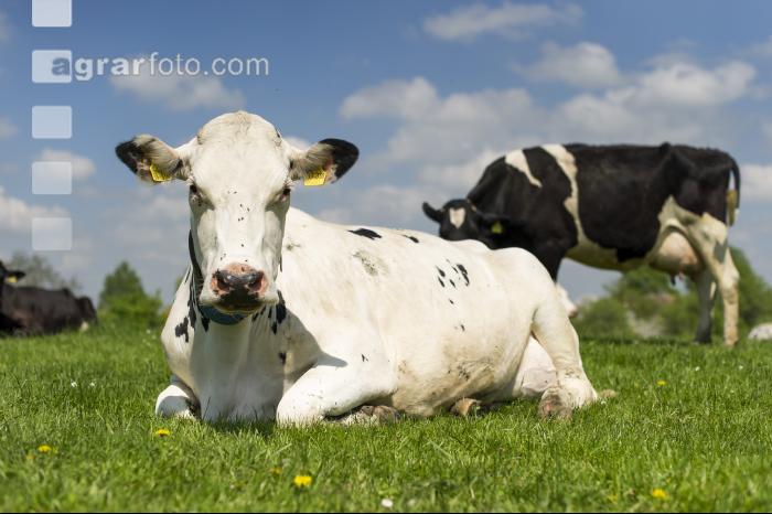 Holstein Weide 154