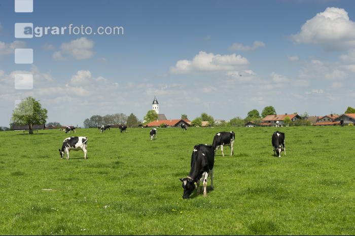 Holstein Weide 140
