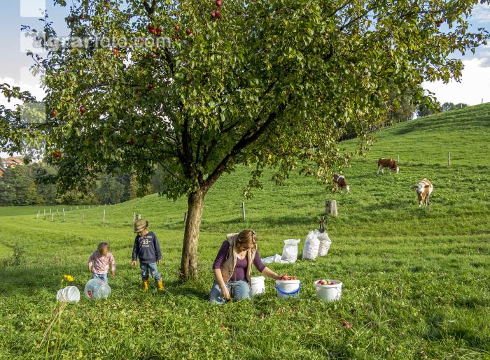 Mostapfel klauben 34