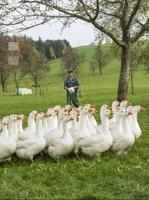 Weidegänse 56
