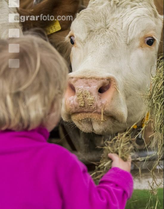 Kinder im Kuhstall 3