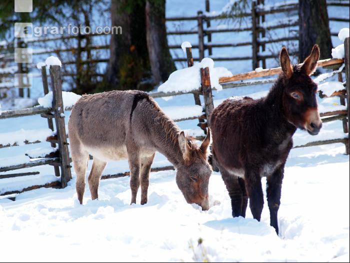 Esel Wintereinbruch 1