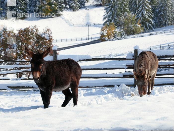 Esel Wintereinbruch 2