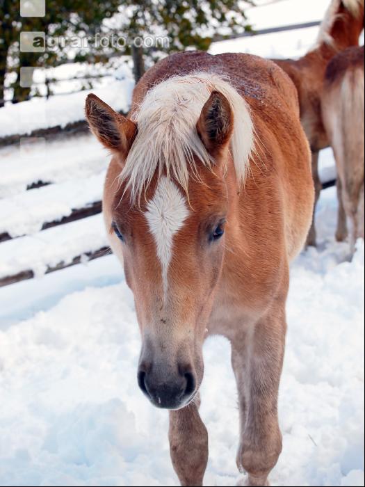 Haflinger Wintereinbruch 3