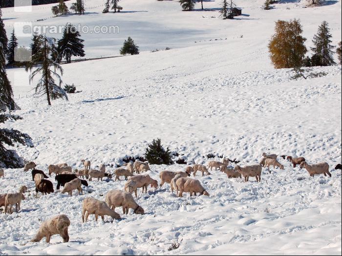 Schafe Wintereinbruch 1