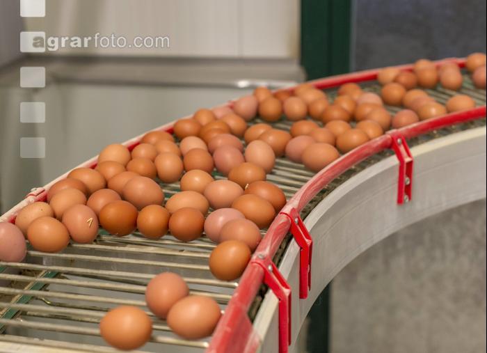 Eier Sortierung 1