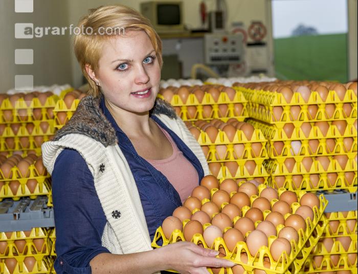 Eier Sortierung 29