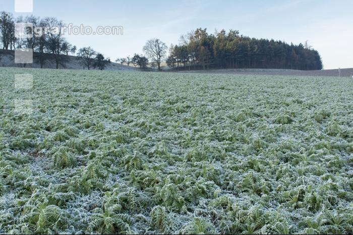 Rettich Platterbse abgefrostet 2