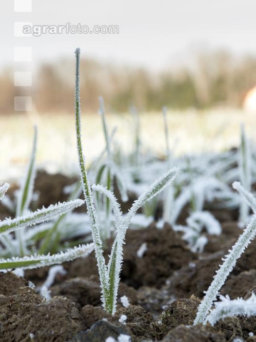 Weizen Frost 12