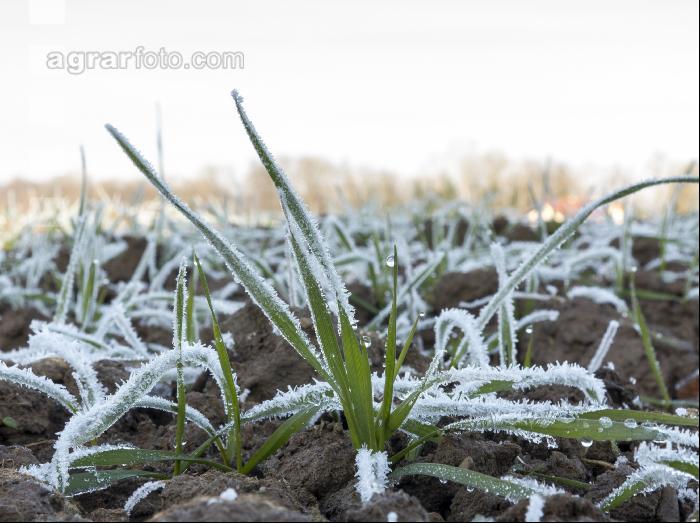 Weizen Frost 13