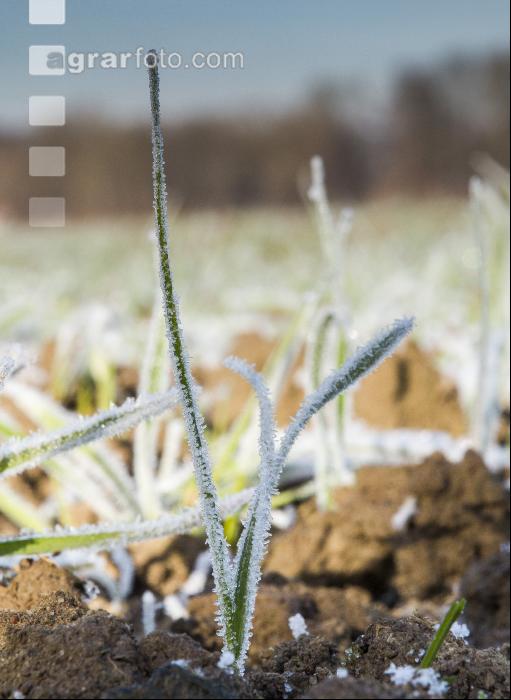 Weizen Frost 14