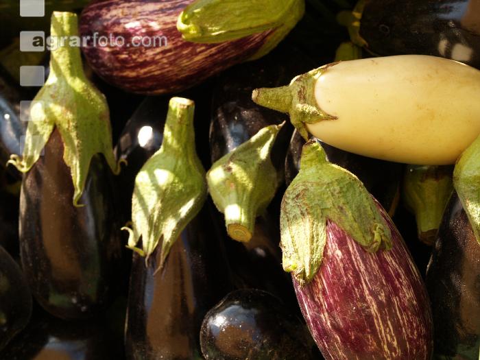 Aubergine 10