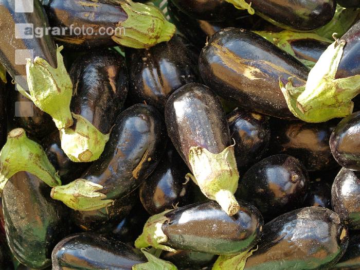 Aubergine 1