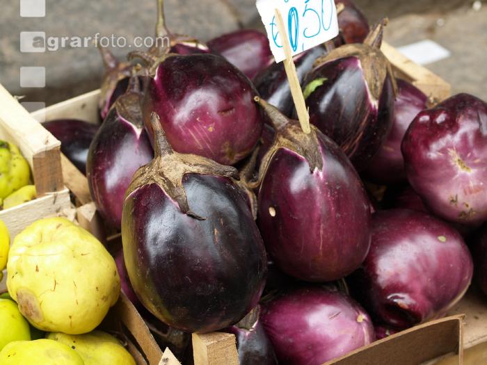 Aubergine 5