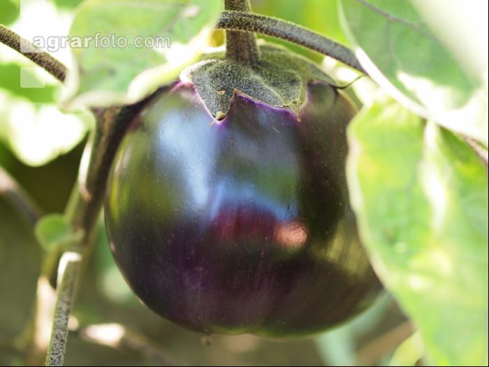 Aubergine 7