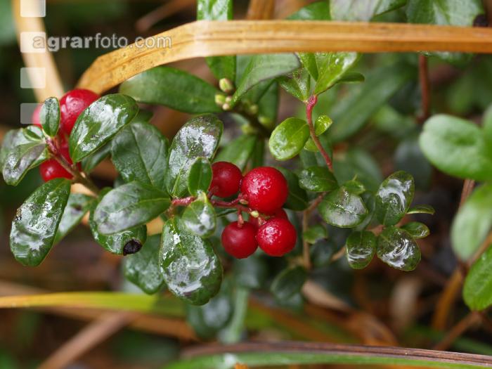 Preiselbeeren 2