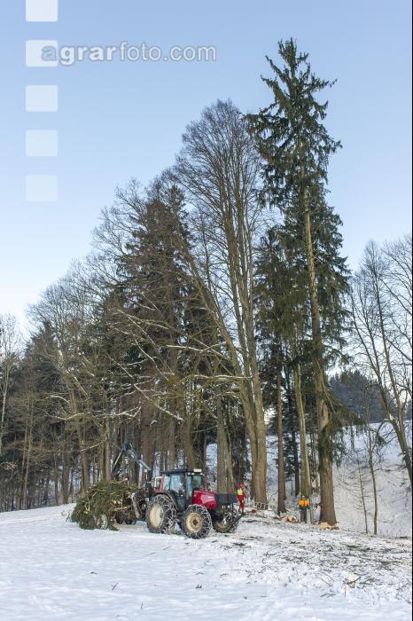 Fichte fällen 2