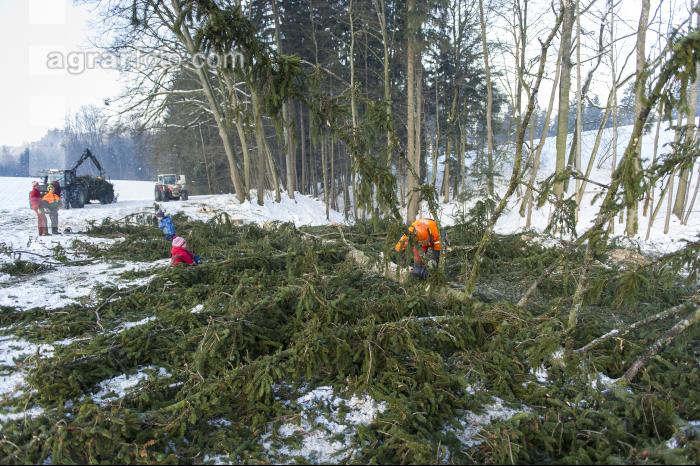 Baum ausasten 10
