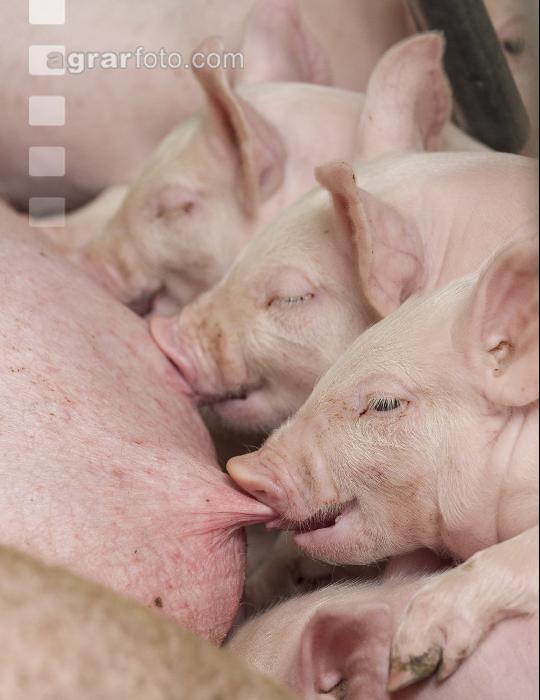 Ferkel 69
