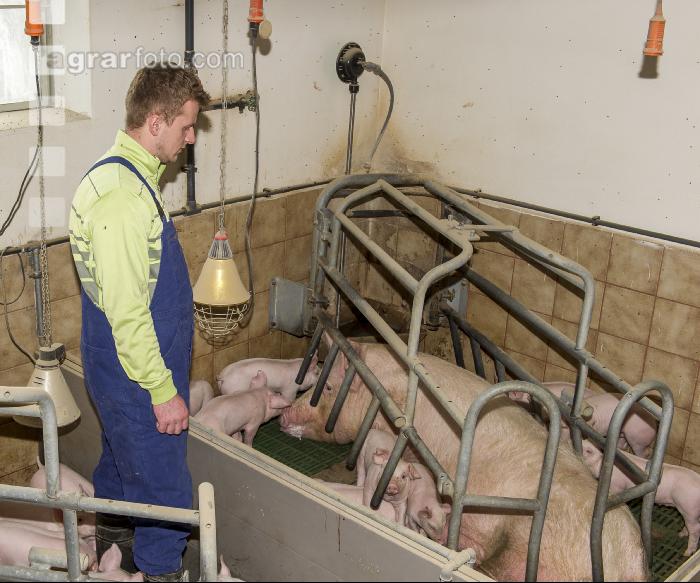 Ferkel säugen 68