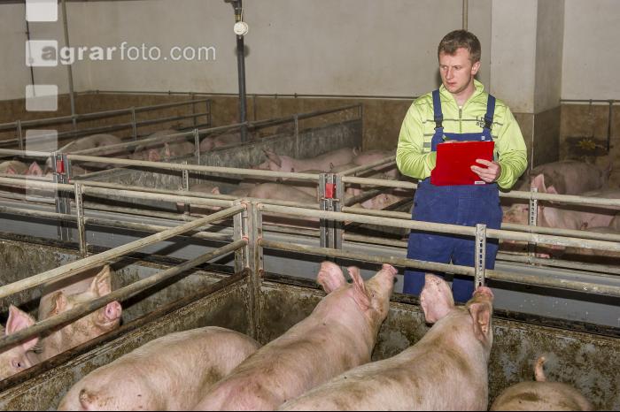 Aufzeichnungen im Maststall 17